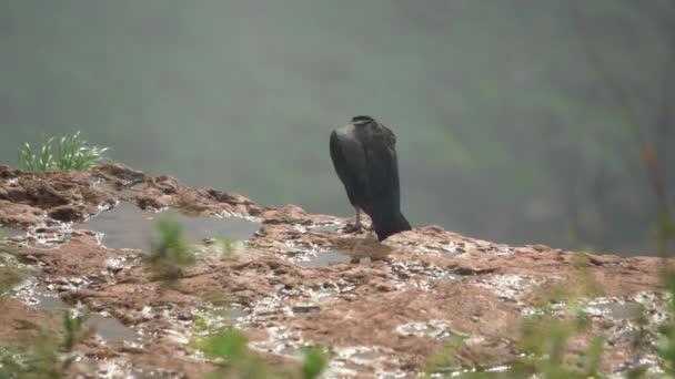 Condor Seduto Una Roccia Nella Natura — Video Stock