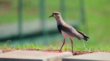 Vanellus Chilensis şehir parkında. 