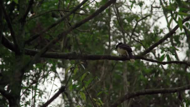 Crested Jay Tree Forest — Stock Video