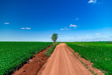 Güney Amerika 'nın kırsal kesimindeki kumlu yol. Yüksek kalite fotoğraf