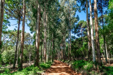 Ağaçların kesiştiği yol.. 