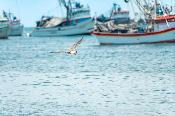 a seagull flies over the ocean near a fishing port.