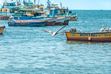 Peru - 21 Eylül 2022: Bir pelikan balıkçı tekneleri yakınlarında okyanusun üzerinde uçar. 