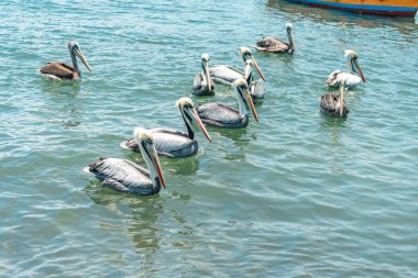 Okyanusun su yüzeyindeki pelikanlar.