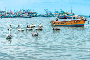 Peru - 21 Eylül 2022: Okyanus üzerinde balıkçı tekneleri yakınında pelikanlar. 