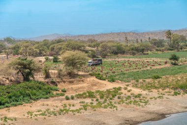 Güney Amerika 'da patates hasadı.. 