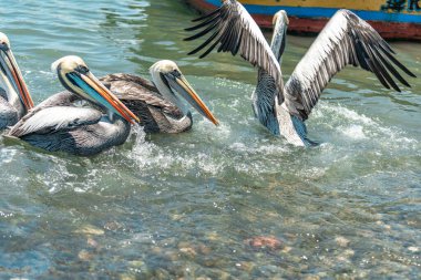 Okyanus kıyısındaki sudaki pelikanlar. 