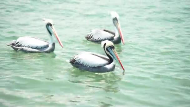 Pelicans Water Coast Ocean — 비디오