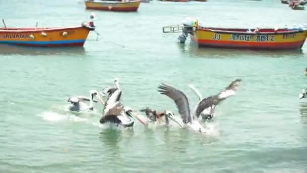 Peru September 2022 Pelicans Ocean Fishing Boats — Vídeos de Stock