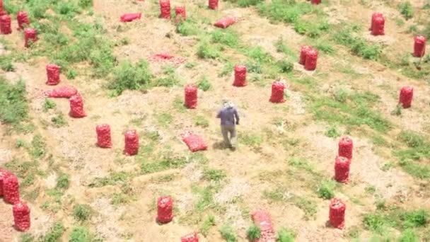 南米で収穫されたジャガイモ作物 — ストック動画