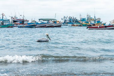 Doğadaki pelikanlar suda. Yüksek kalite fotoğraf