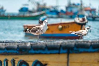 Okyanusta bir balıkçı teknesinde martı.. 