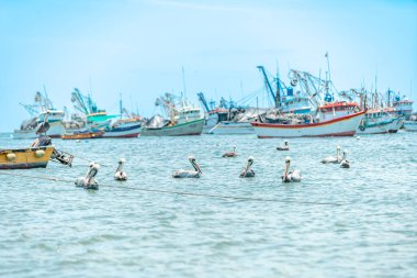 balıkçı tekneleri ve pelikanlar denizde