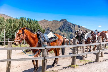 horses for tourists on mountain tours. High quality photo