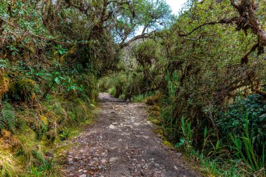 Cayambe Coca Ecological Reserve in Ecuador. 