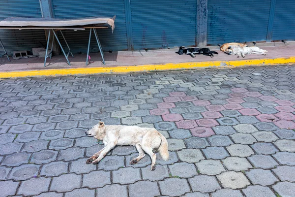 dogs sleep on the pavement in the street. High quality photo
