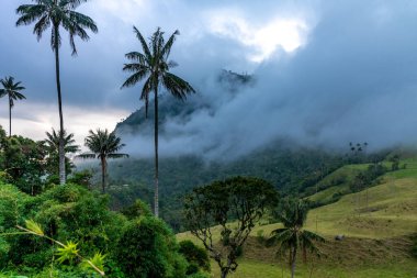 Cocora palm valley in Colombia in South America. 
