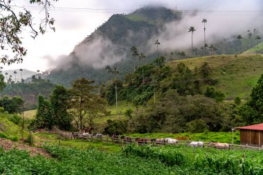Cocora palm valley in Colombia in South America. 