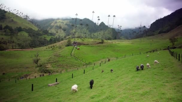 Cocora Palm Valley Colombia South America — Video