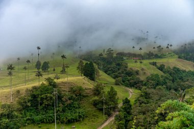 Cocora palm valley in Colombia in South America. 