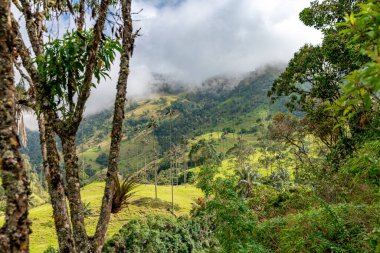 Cocora palm valley in Colombia in South America. 