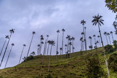 Cocora palm valley in Colombia in South America. 