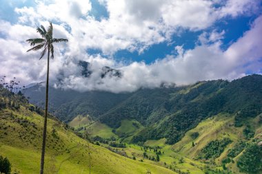 Cocora palm valley in Colombia in South America. 