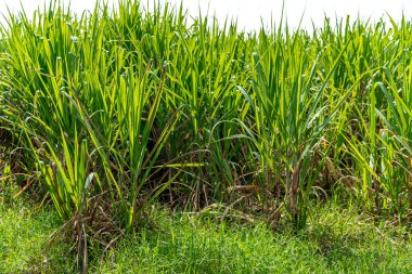 field with green sugar cane plants. High quality photo