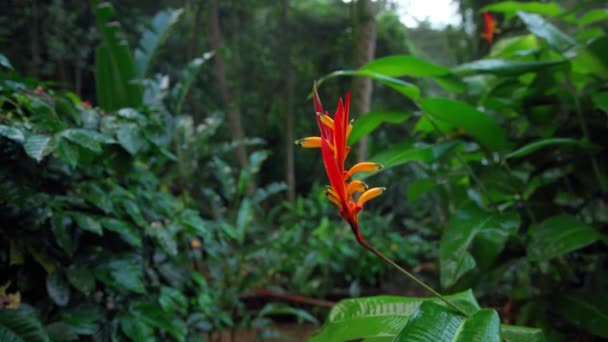 Heliconia Flower Tropical Forest — Stock Video