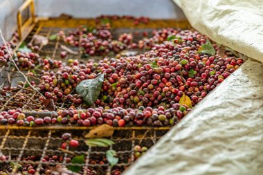 harvested ripe coffee fruits on a coffee farm. 