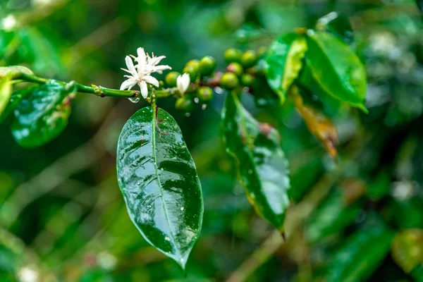 coffee fruit blossom on a branch in the rain forest in the rain.