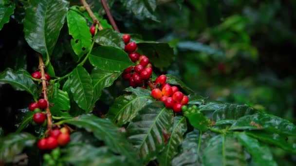 Ripe Coffee Fruits Branch Rain Forest Rain — Wideo stockowe