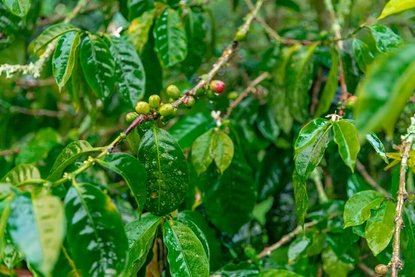 green coffee fruits on a branch in the rain forest in the rain.