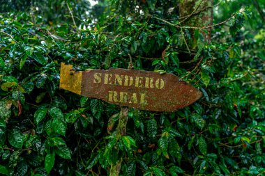 Colombia - October 15, 2022: organic coffee plantation. 
