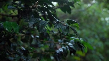 green coffee fruits on a branch in the rain forest in the rain. 