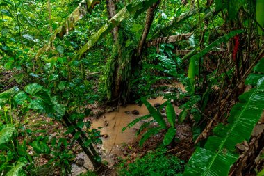 waterfall with rain water in the rain forest. 