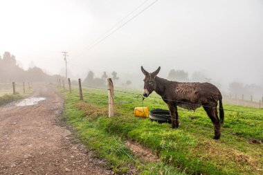 donkey on the farm in the fog. 