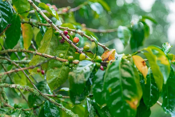 ripe coffee fruits on a branch in the rain forest in the rain.
