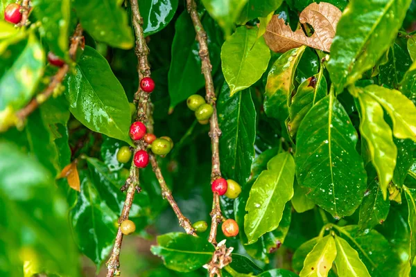 ripe coffee fruits on a branch in the rain forest in the rain.