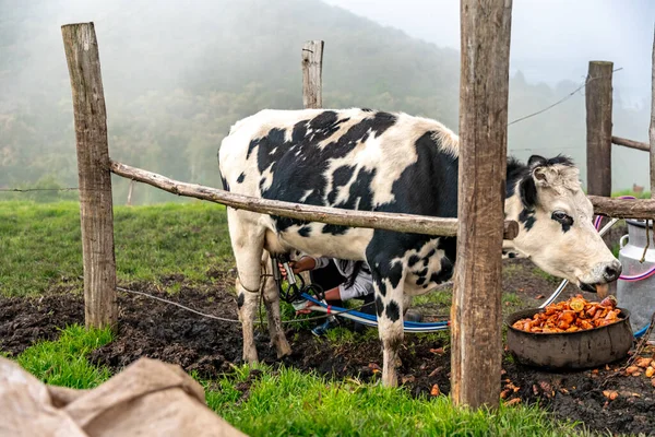 milking cows with the help of technology in the farm yard.