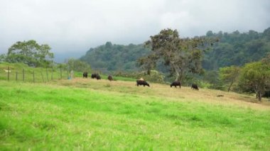 cows on a meadow in a beautiful landscape. 