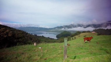 cows on a meadow in a beautiful landscape. 