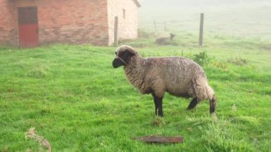 sheep on the farm in the paddock. 