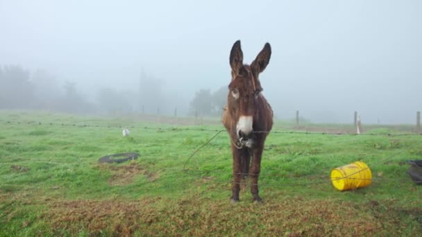 Donkey Farm Fog — Stockvideo