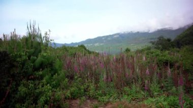 forests and mountains in the beautiful Colombian nature. 