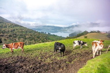 cows on a meadow in a beautiful landscape. 