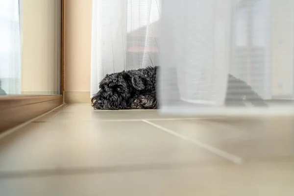 small black dog by the window with curtains in the house, schnauzer.