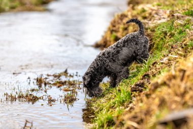 dog on a walk in nature. little black schnauzer. 