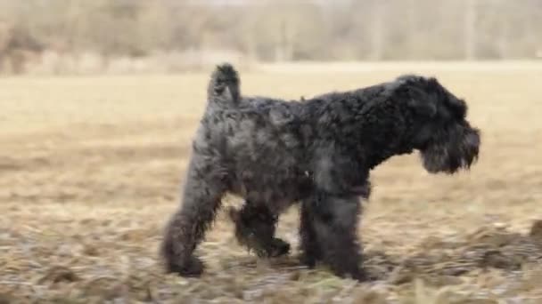 Dog Walk Nature Little Black Schnauzer — Vídeo de stock