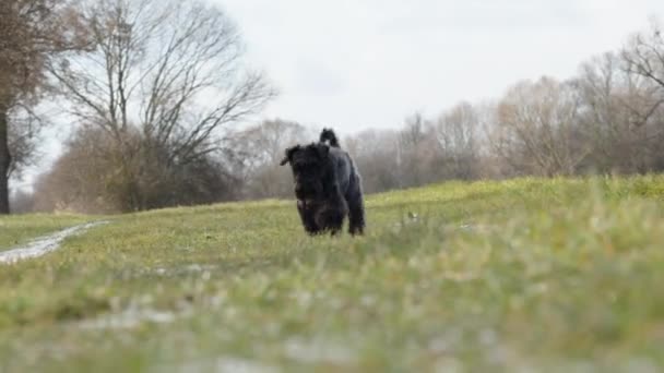 Perro Paseo Por Naturaleza Pequeño Schnauzer Negro — Vídeo de stock